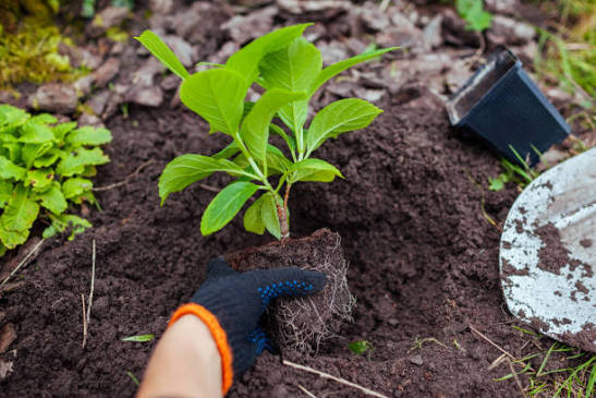 Healthy newly planted tree in Minnesota landscape
